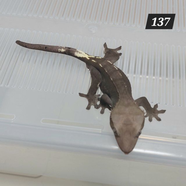 아잔틱