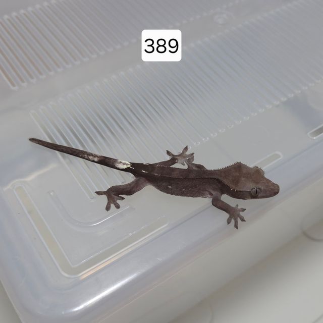 아잔틱