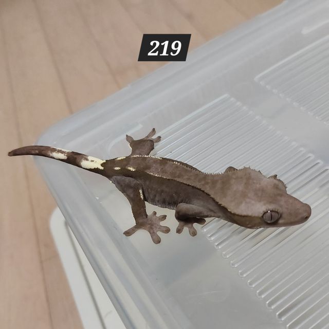 아잔틱