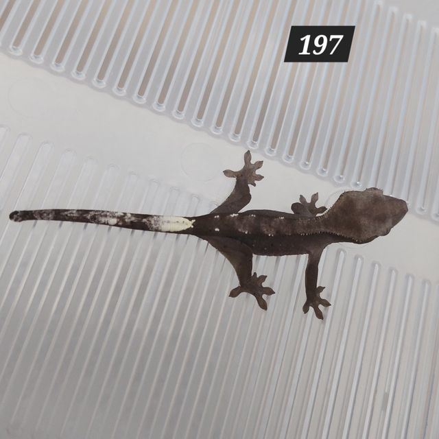 아잔틱