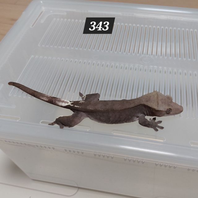 아잔틱 팬텀 패턴리스