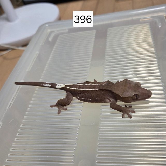 아잔틱 핀스트라이프