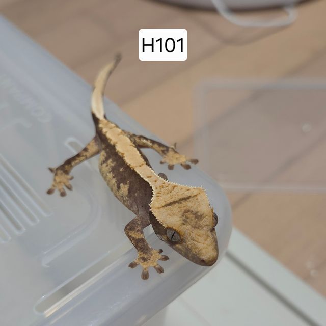 100%헷아잔틱