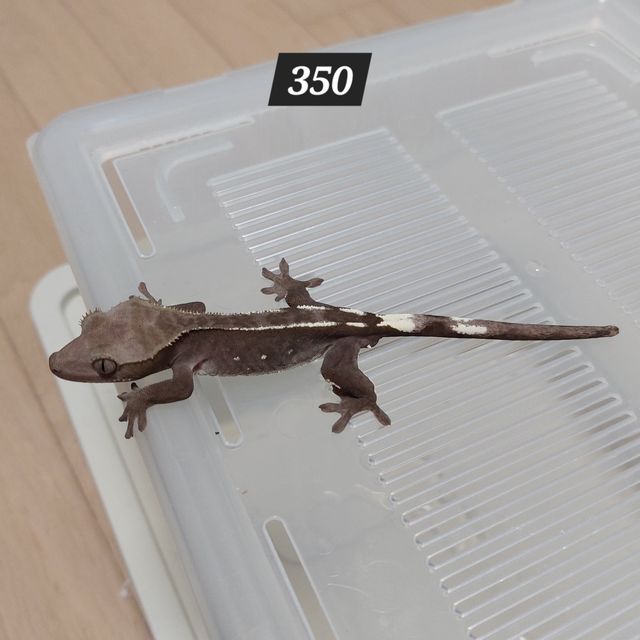 아잔틱