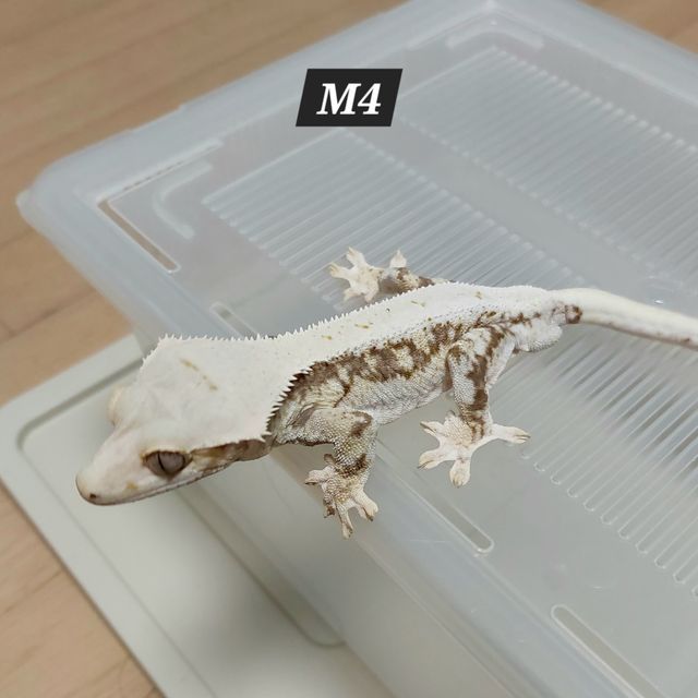 릴리100%헷아잔틱