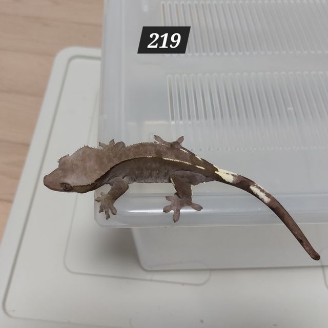 아잔틱