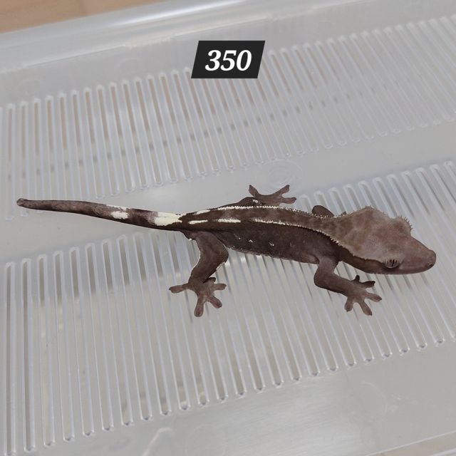 아잔틱