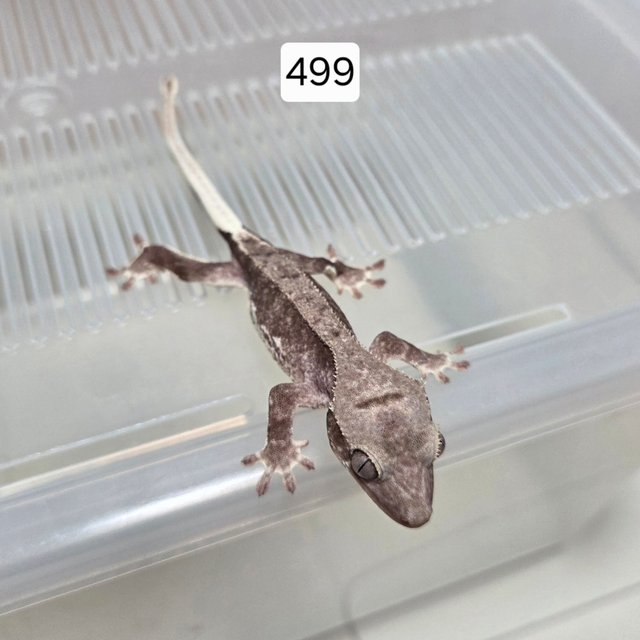 릴잔틱 아잔틱 팬텀