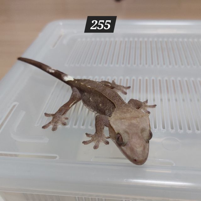 아잔틱