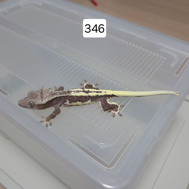 릴잔틱 팬텀