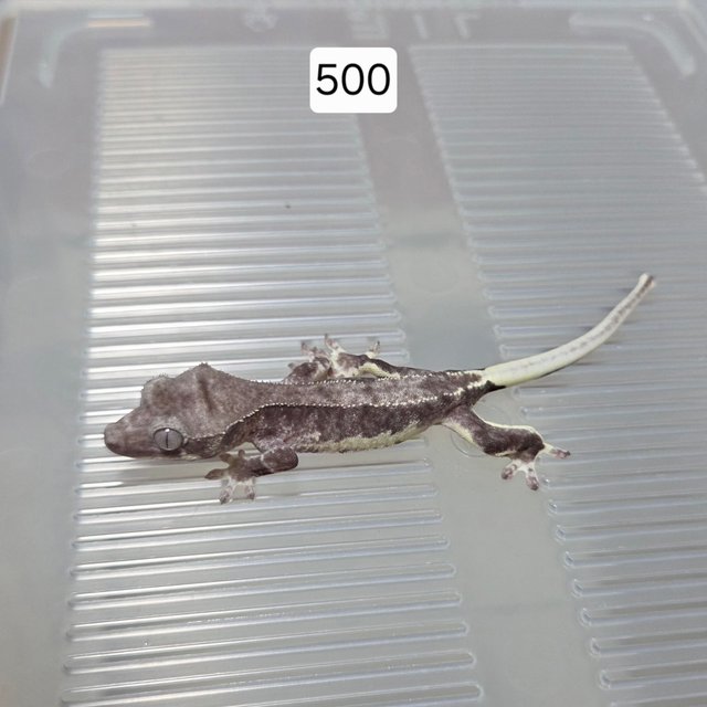 릴잔틱 아잔틱 팬텀