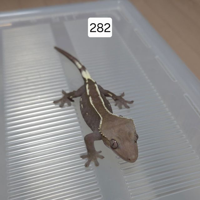 아잔틱