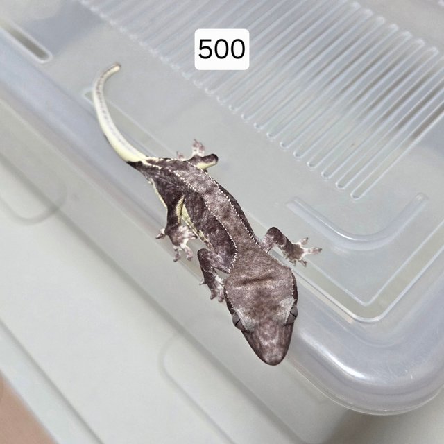 릴잔틱 아잔틱 팬텀