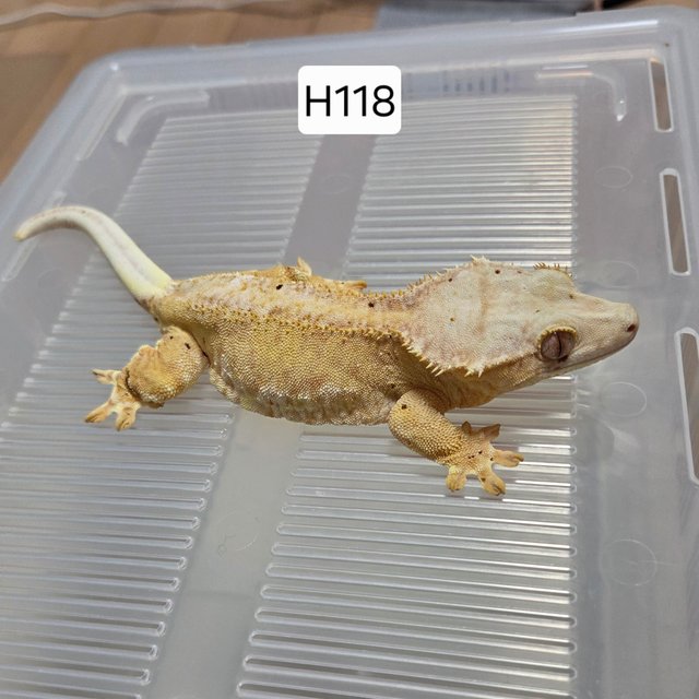 릴리100%헷아잔틱 팬텀 옐로우 달마시안