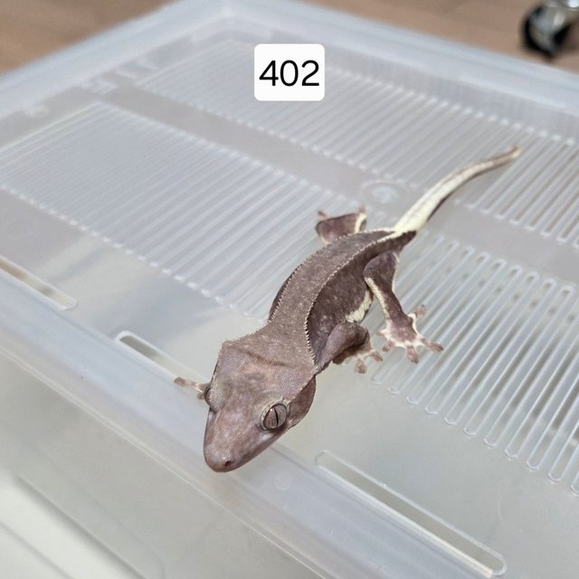 릴잔틱 아잔틱 팬텀