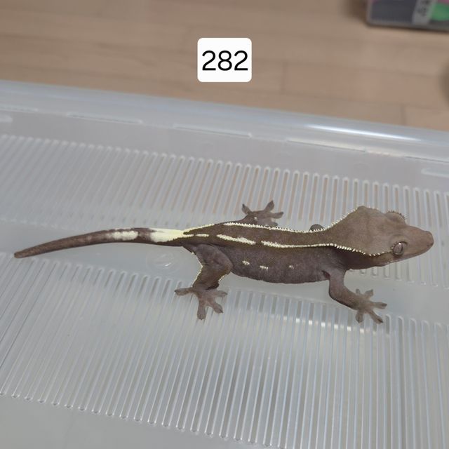 아잔틱