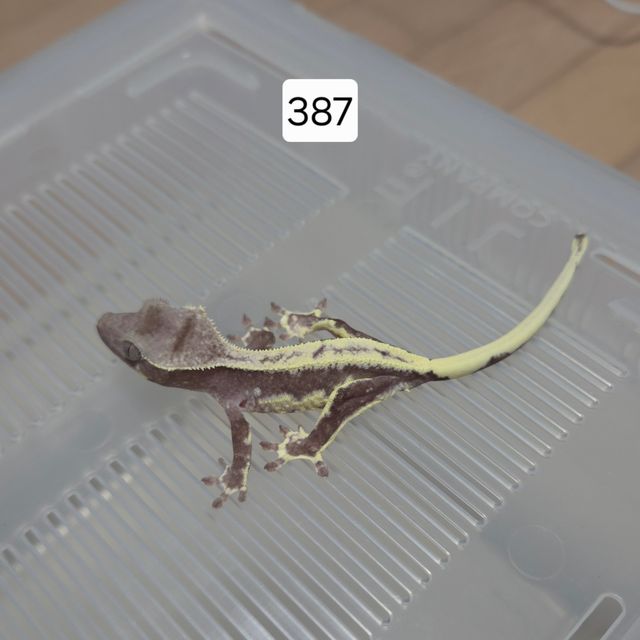 릴잔틱