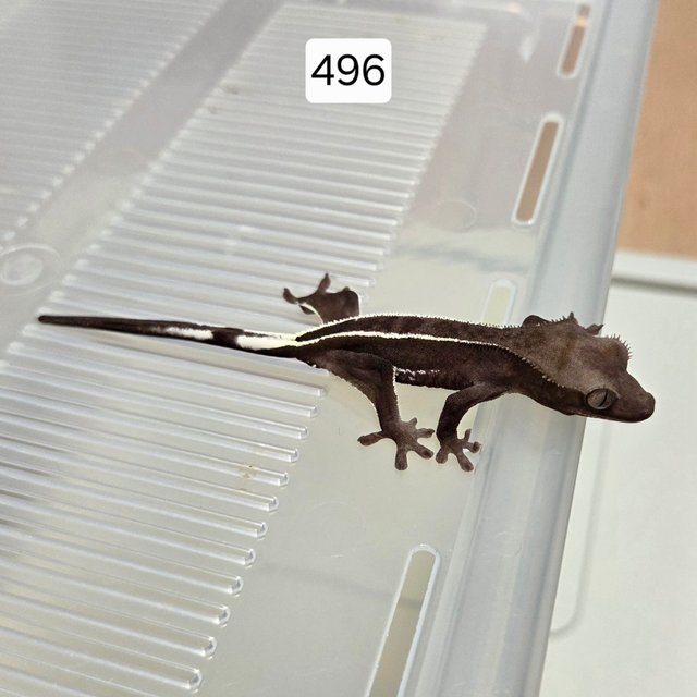 아잔틱 핀스트라이프 쿼드