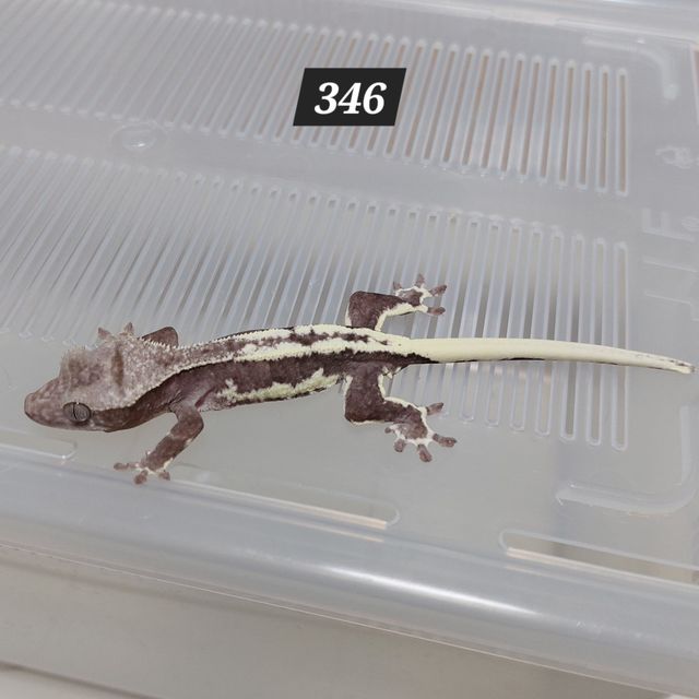 릴잔틱