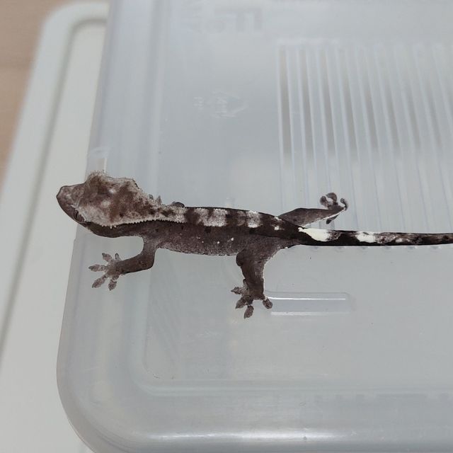 아잔틱
