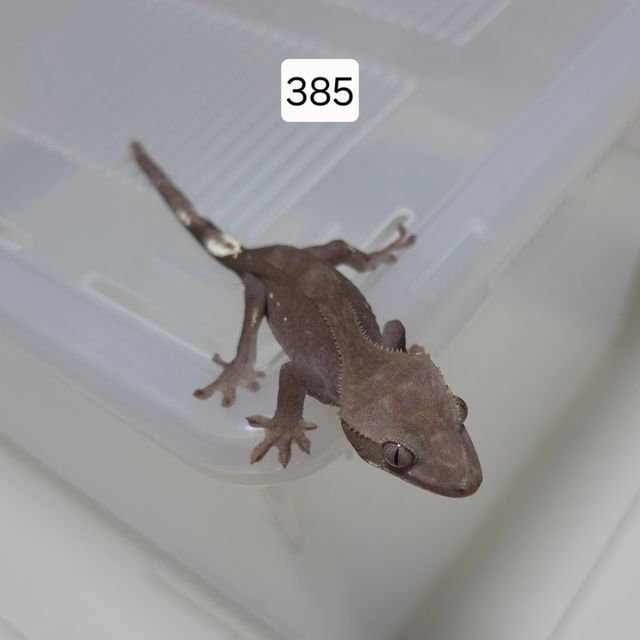 아잔틱 팬텀