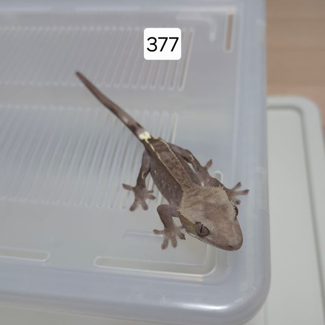 아잔틱
