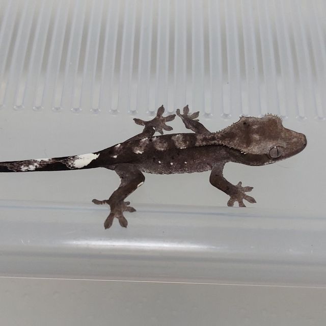 아잔틱