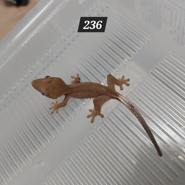 팬텀