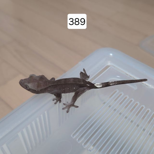 아잔틱