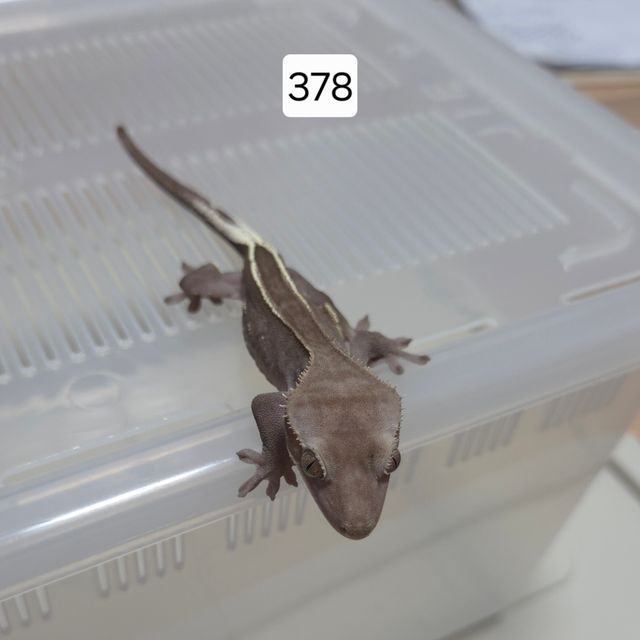 아잔틱 핀스트라이프