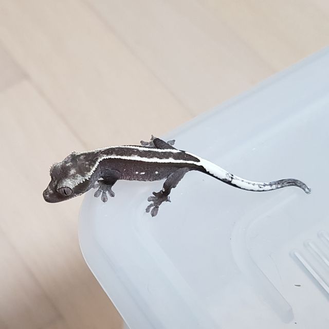 아잔틱 핀스트라이프