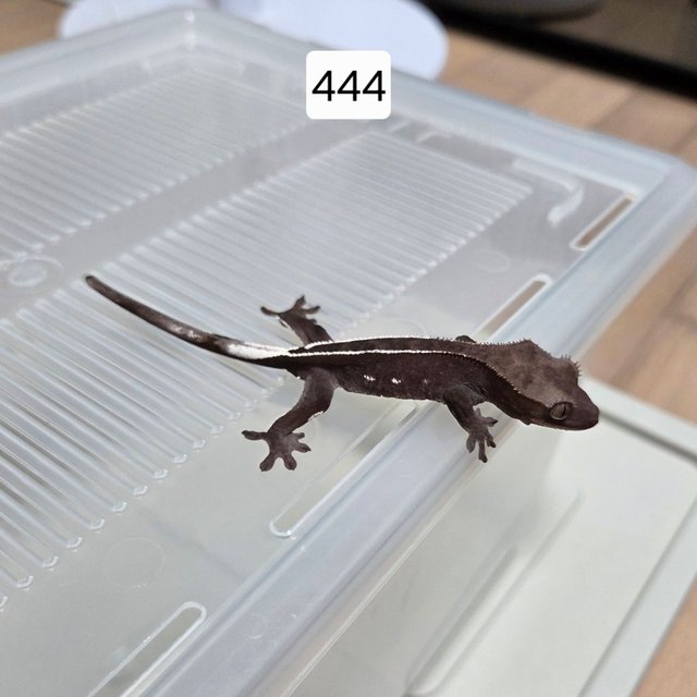 아잔틱 핀스트라이프