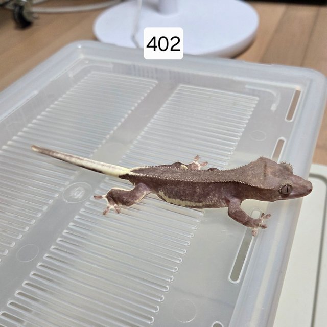 릴잔틱 아잔틱 팬텀