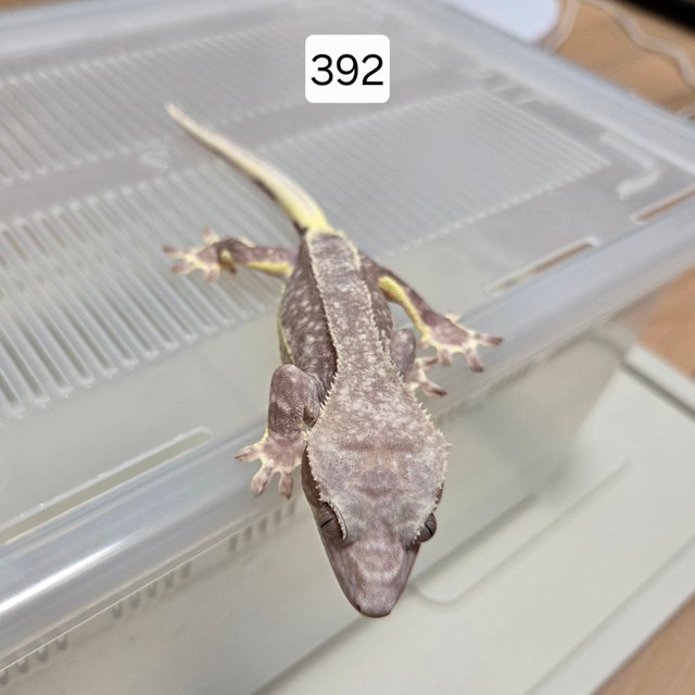 릴잔틱 팬텀 아잔틱