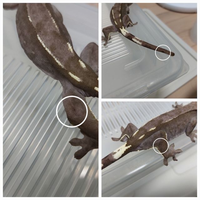 아잔틱