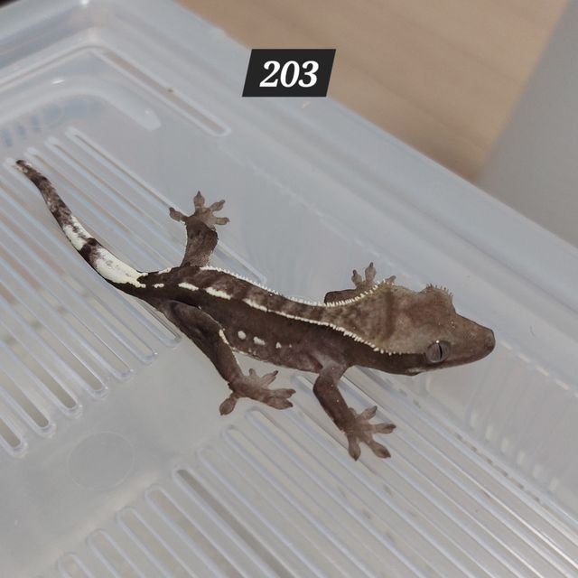 아잔틱