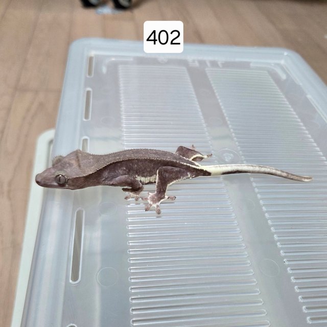 릴잔틱 아잔틱 팬텀