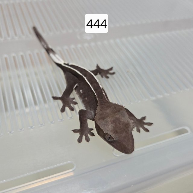 아잔틱 핀스트라이프