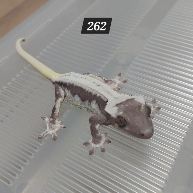 릴잔틱