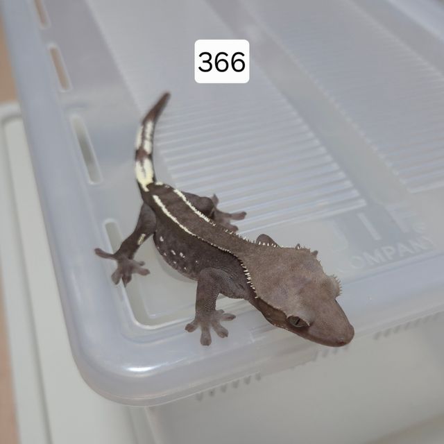 아잔틱