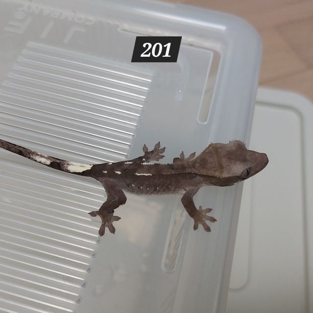 아잔틱