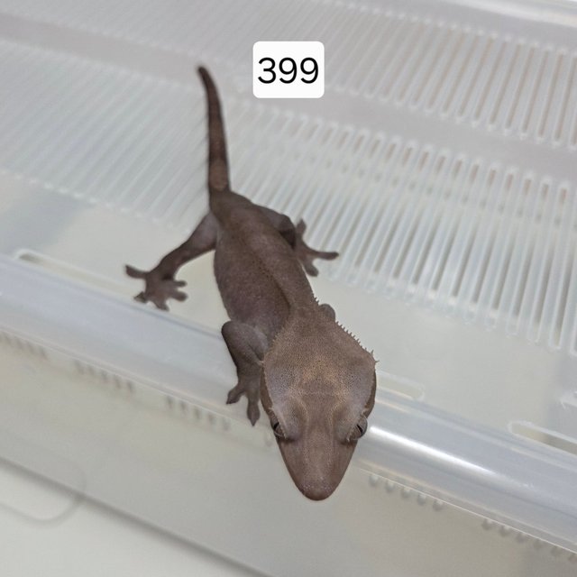 아잔틱 팬텀 패턴리스