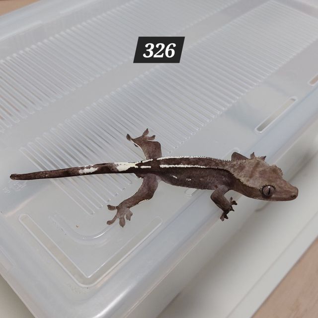 아잔틱