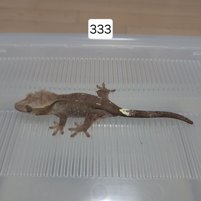 아잔틱