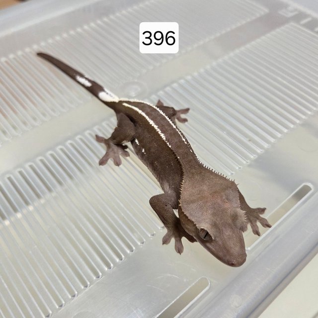 아잔틱 핀스트라이프