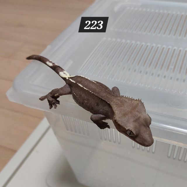 아잔틱