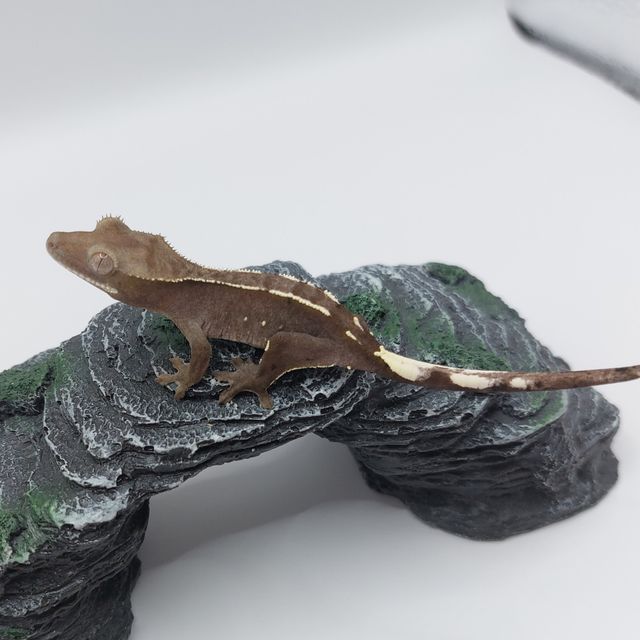 아잔틱