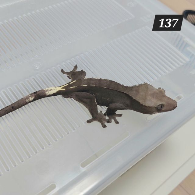 아잔틱