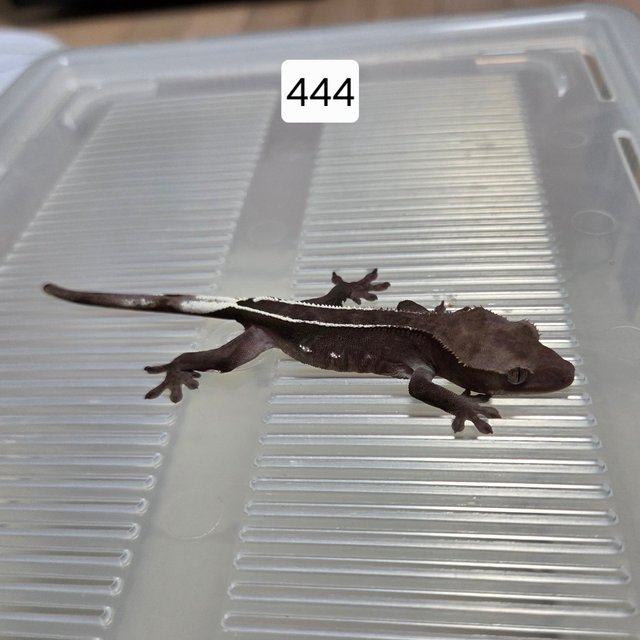 아잔틱 핀스트라이프