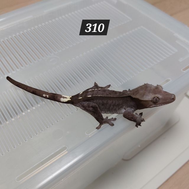 아잔틱